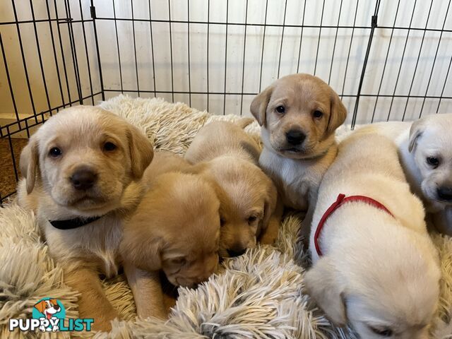 Golden Labrador Puppies