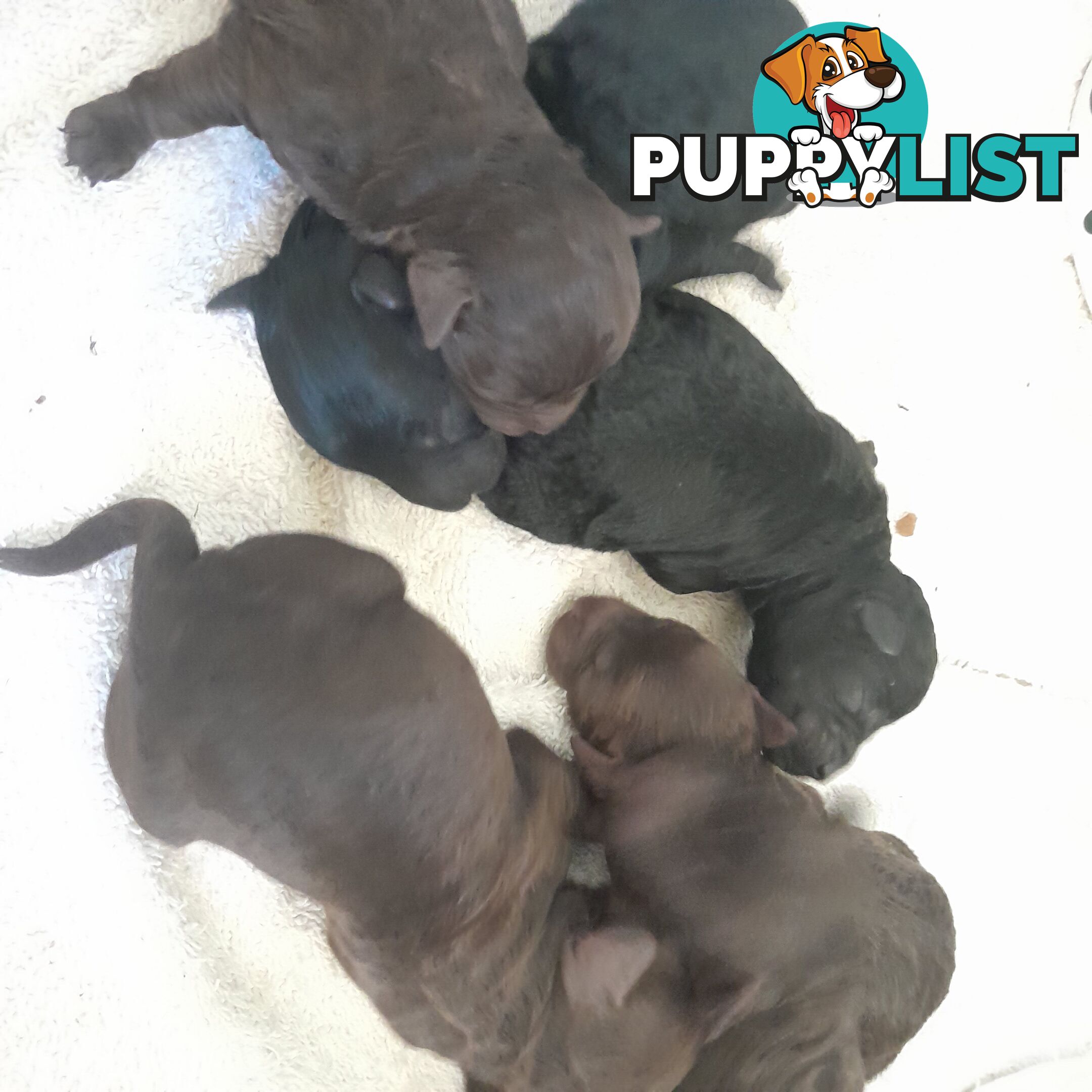 6 purebred toy poodle pups