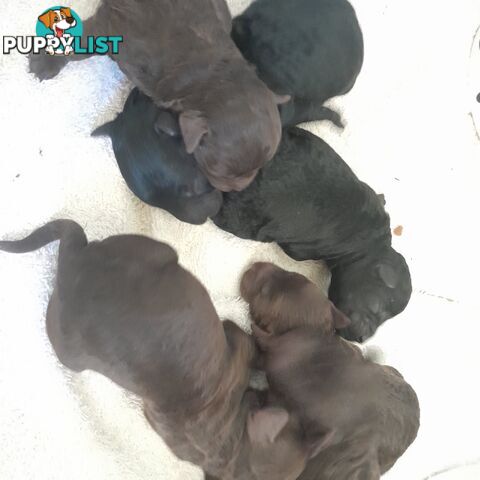 6 purebred toy poodle pups