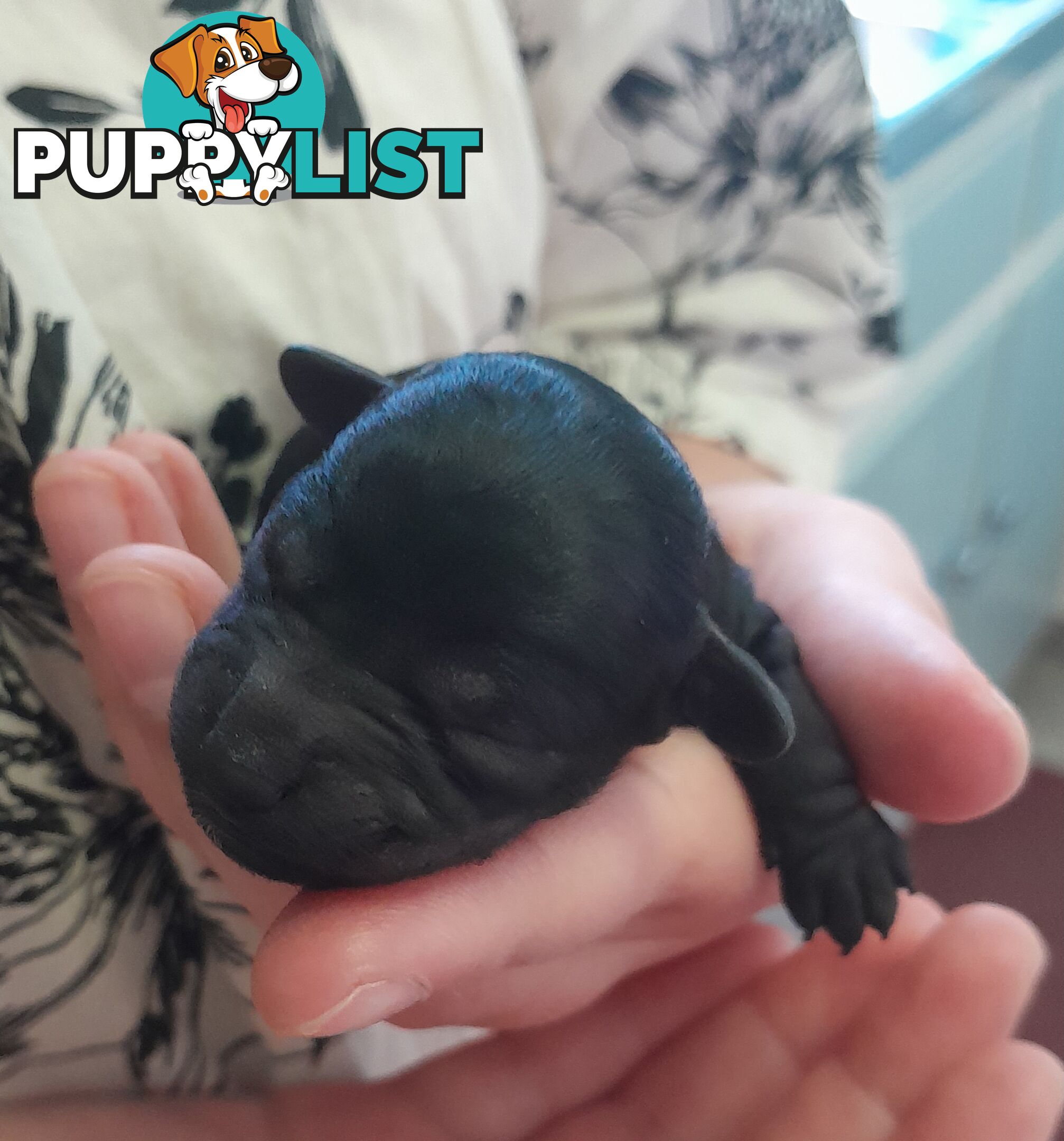 6 purebred toy poodle pups