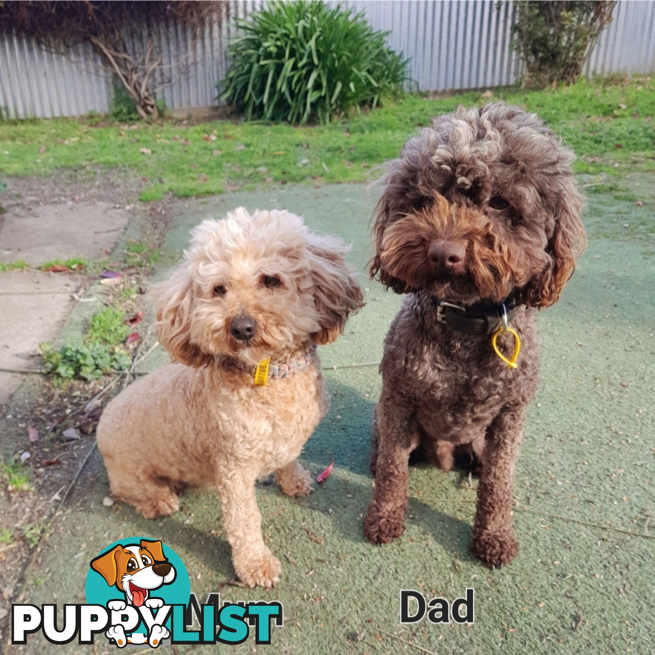 6 purebred toy poodle pups