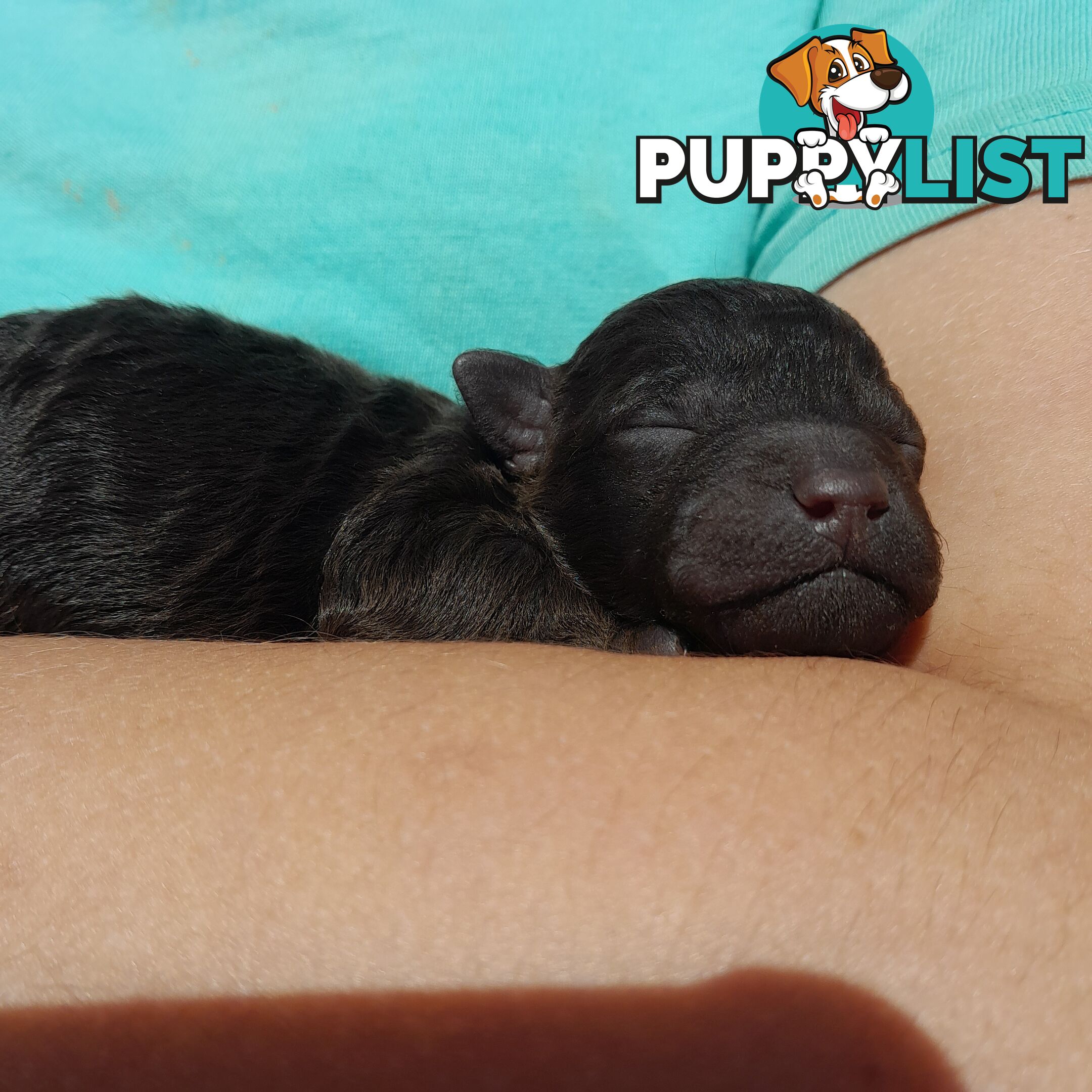 6 purebred toy poodle pups