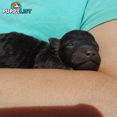 6 purebred toy poodle pups