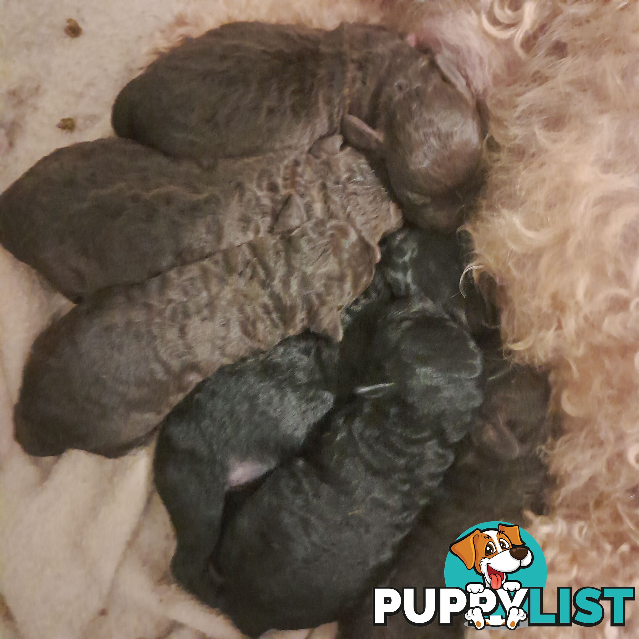 6 purebred toy poodle pups