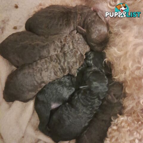 6 purebred toy poodle pups