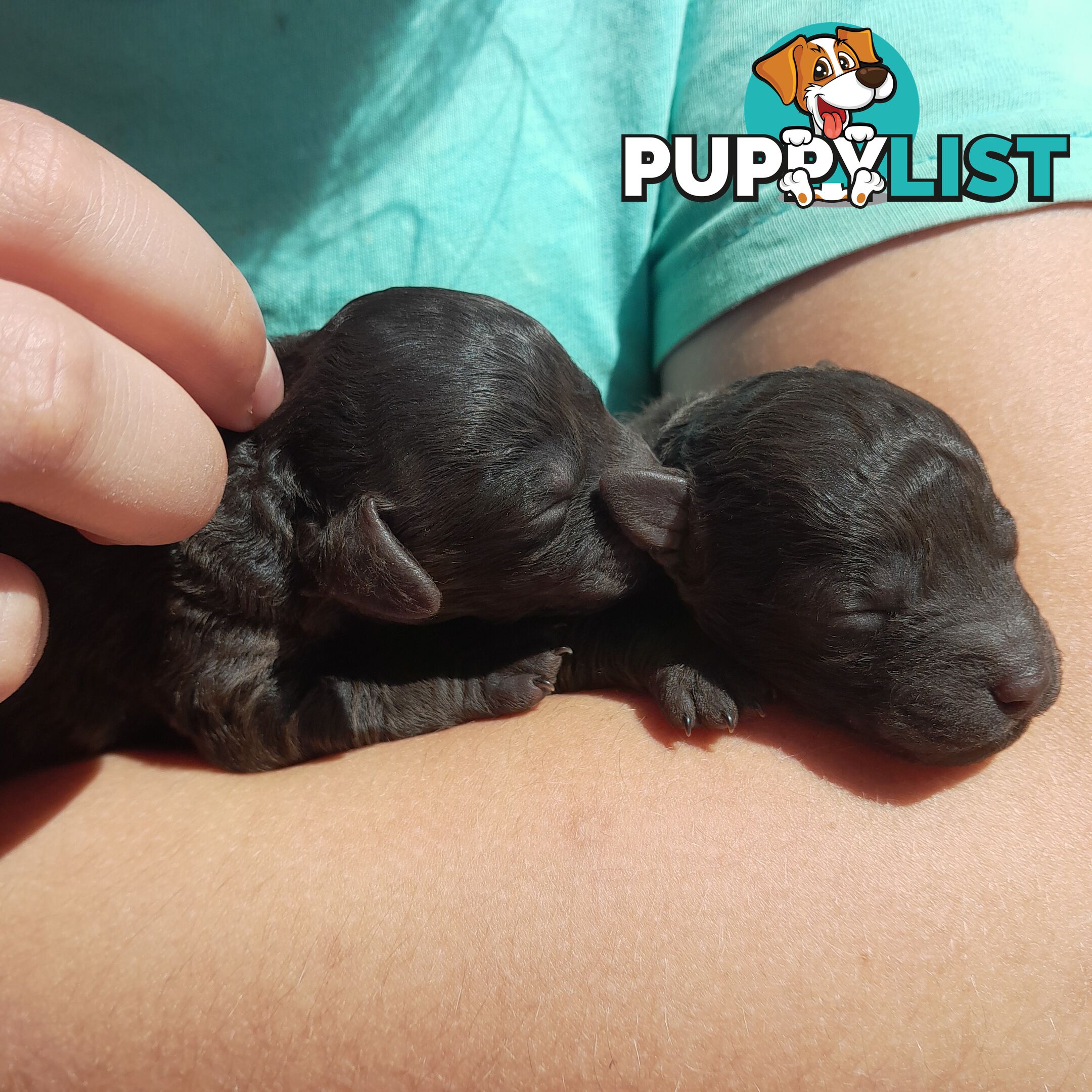 6 purebred toy poodle pups