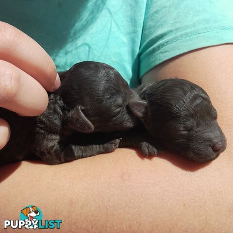 6 purebred toy poodle pups