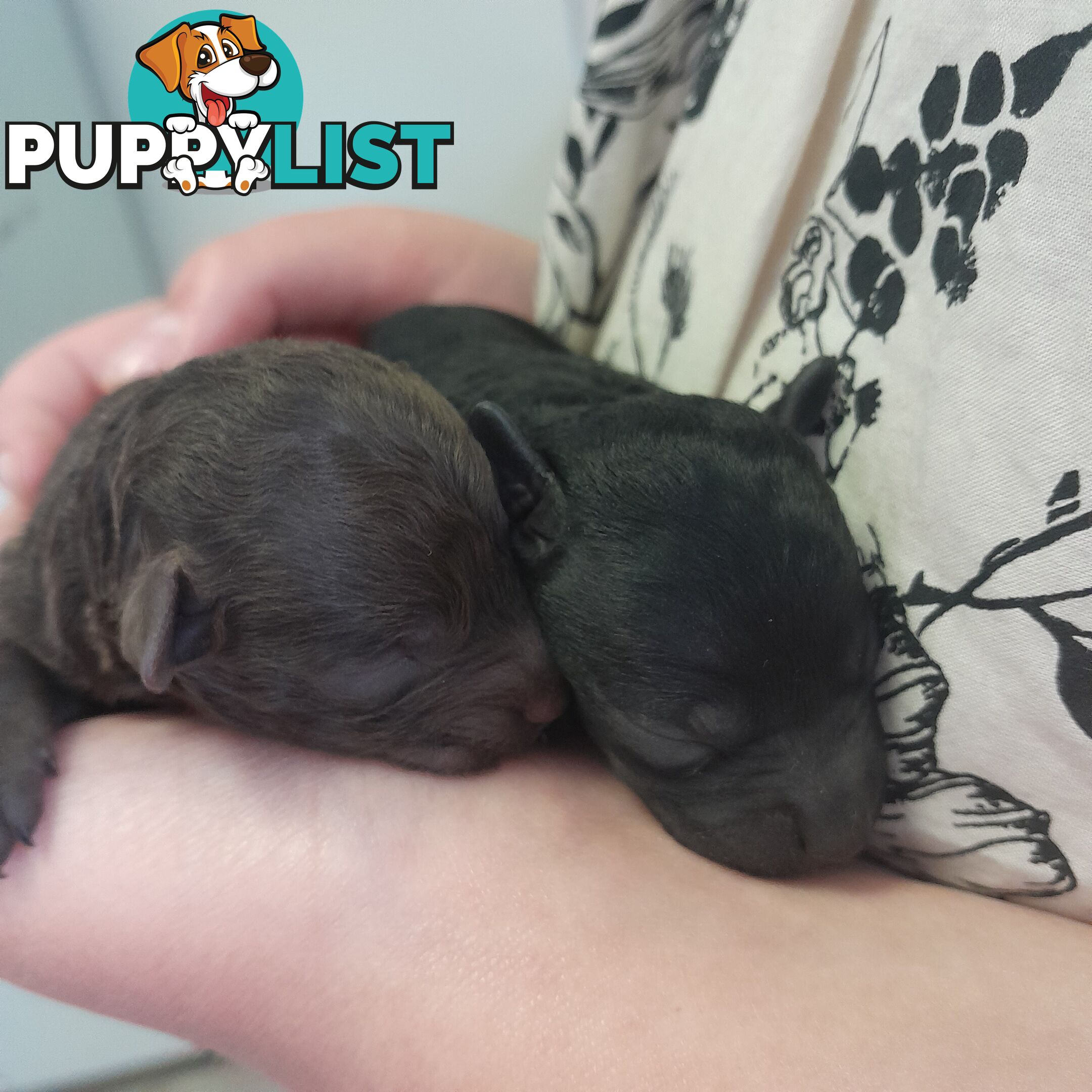 6 purebred toy poodle pups