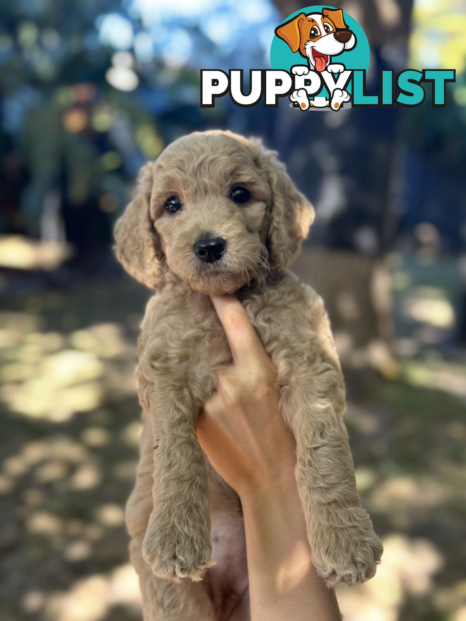 Affectionate Groodle Puppies (F1b) non-shed/ hypoallergenic