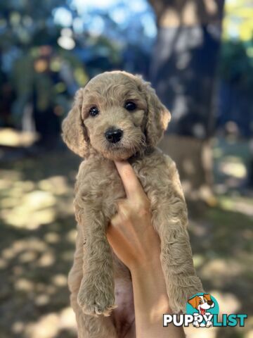 Affectionate Groodle Puppies (F1b) non-shed/ hypoallergenic