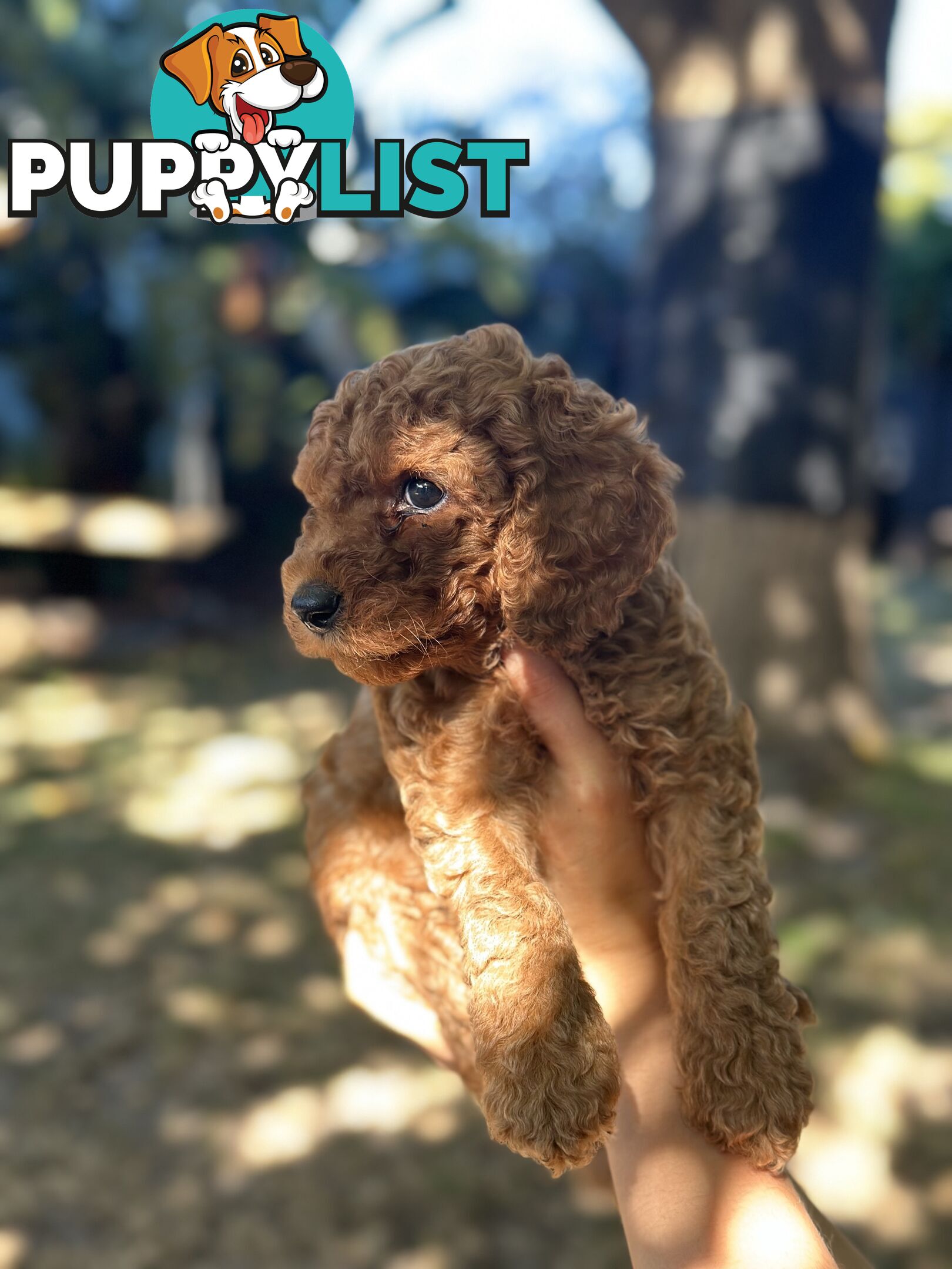 Affectionate Groodle Puppies (F1b) non-shed/ hypoallergenic