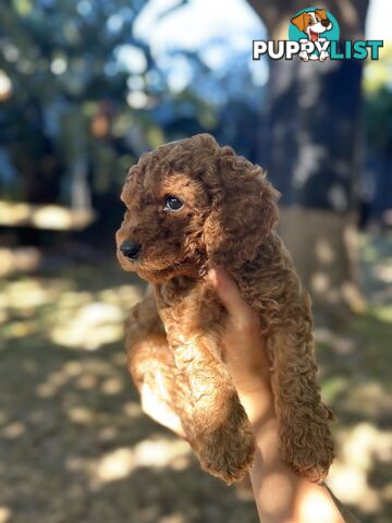 Affectionate Groodle Puppies (F1b) non-shed/ hypoallergenic