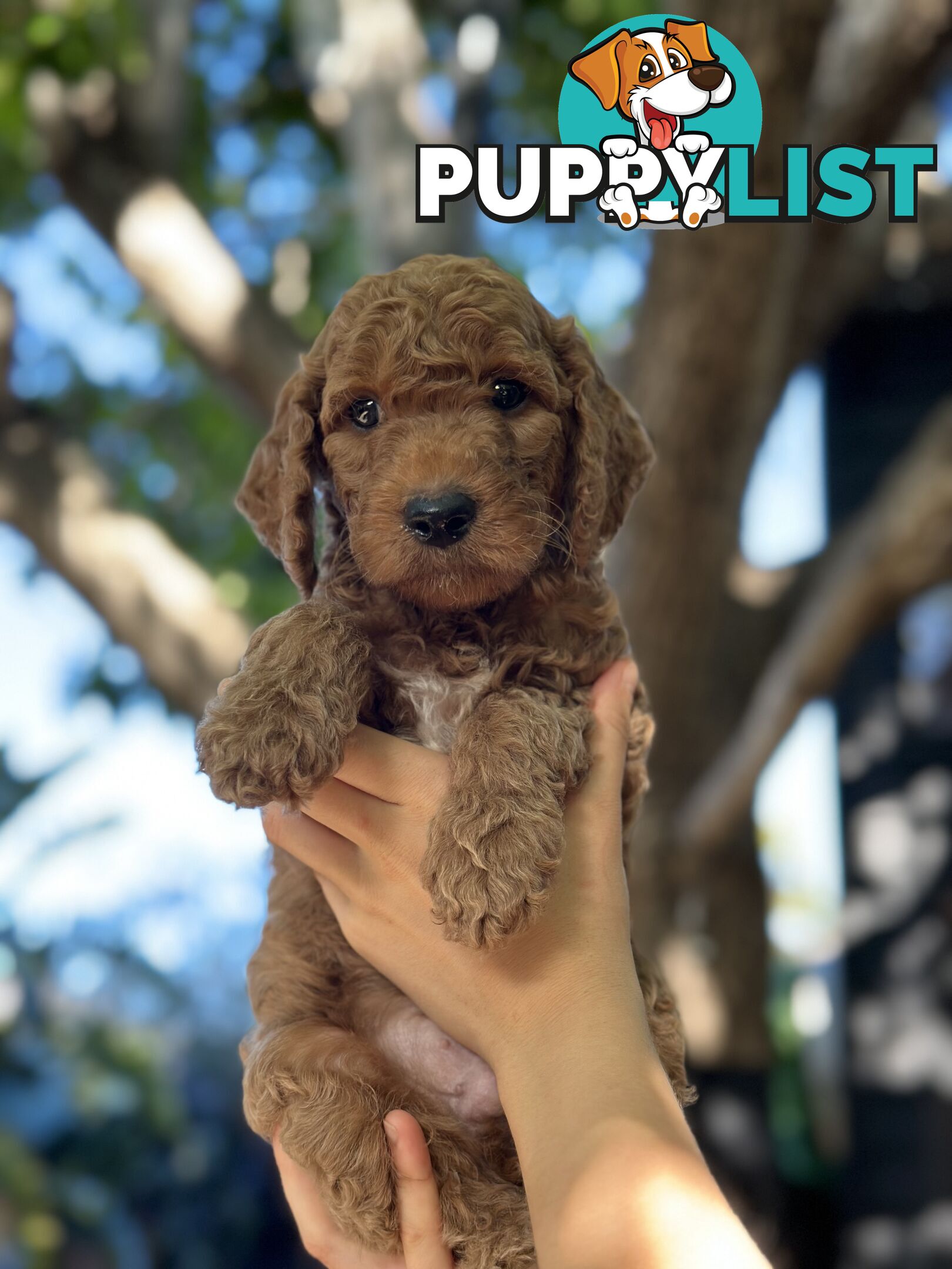 Affectionate Groodle Puppies (F1b) non-shed/ hypoallergenic