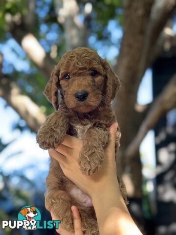 Affectionate Groodle Puppies (F1b) non-shed/ hypoallergenic