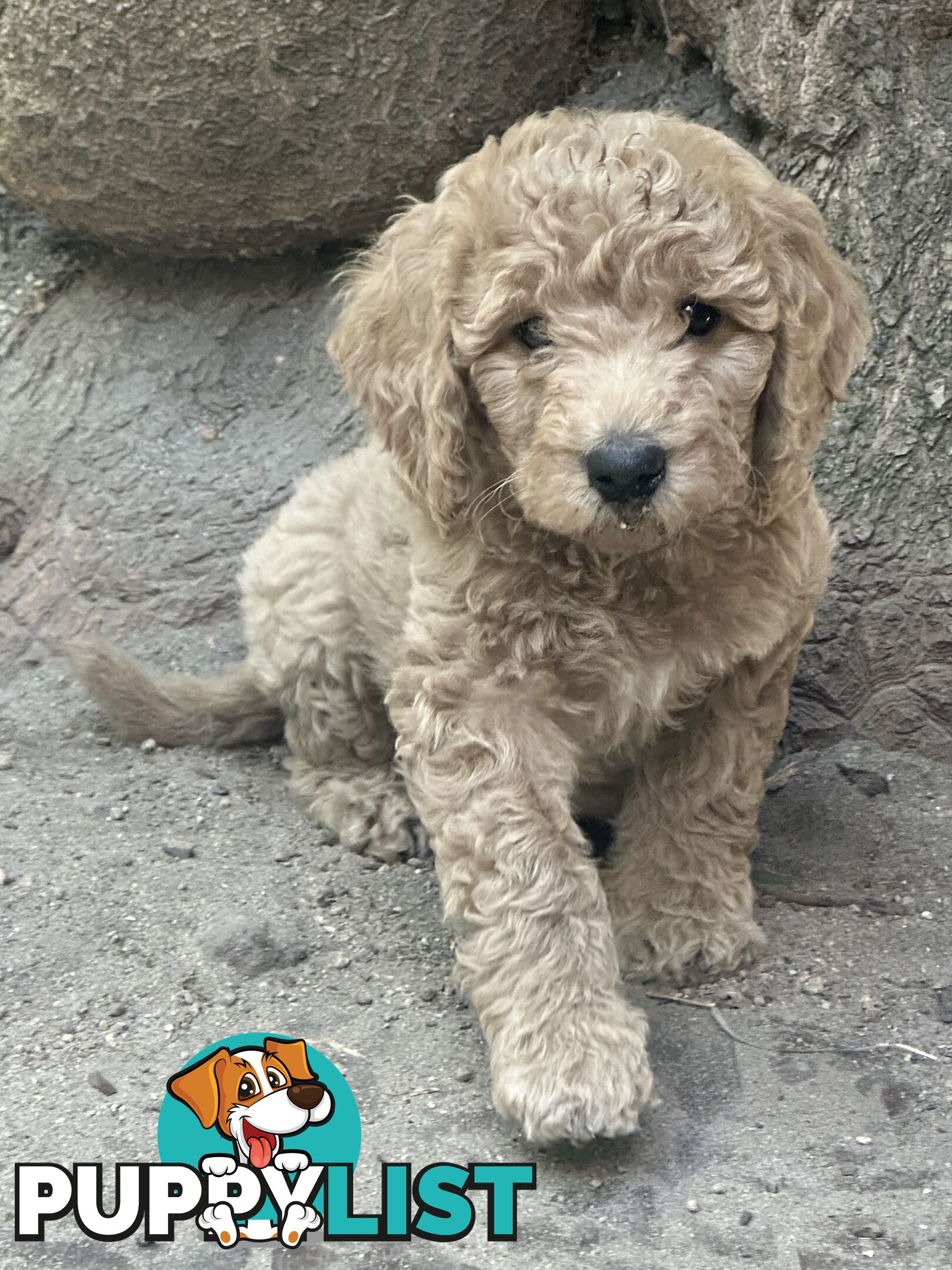 Affectionate Groodle Puppies (F1b) non-shed/ hypoallergenic