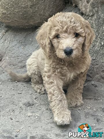 Affectionate Groodle Puppies (F1b) non-shed/ hypoallergenic