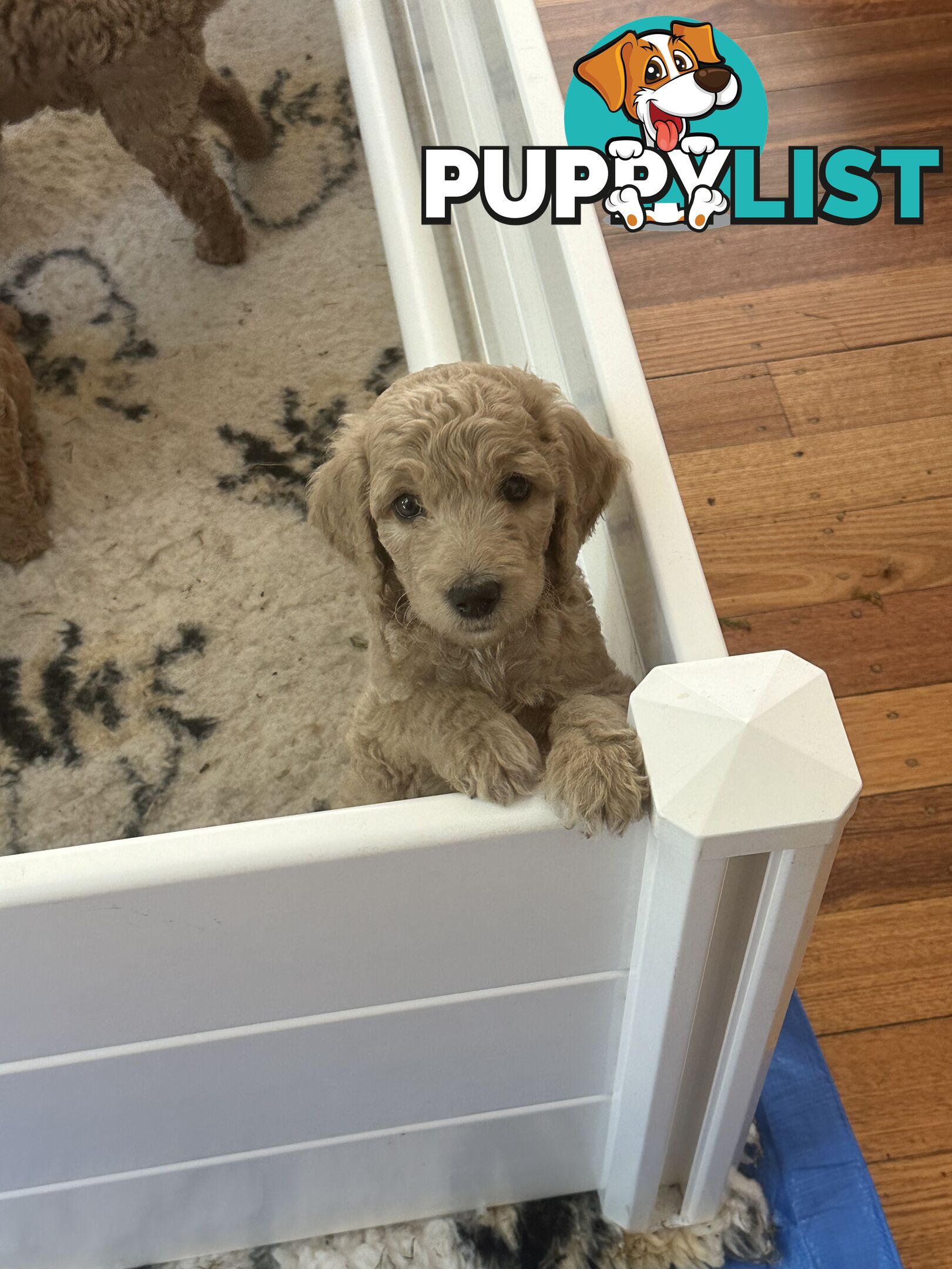 Affectionate Groodle Puppies (F1b) non-shed/ hypoallergenic