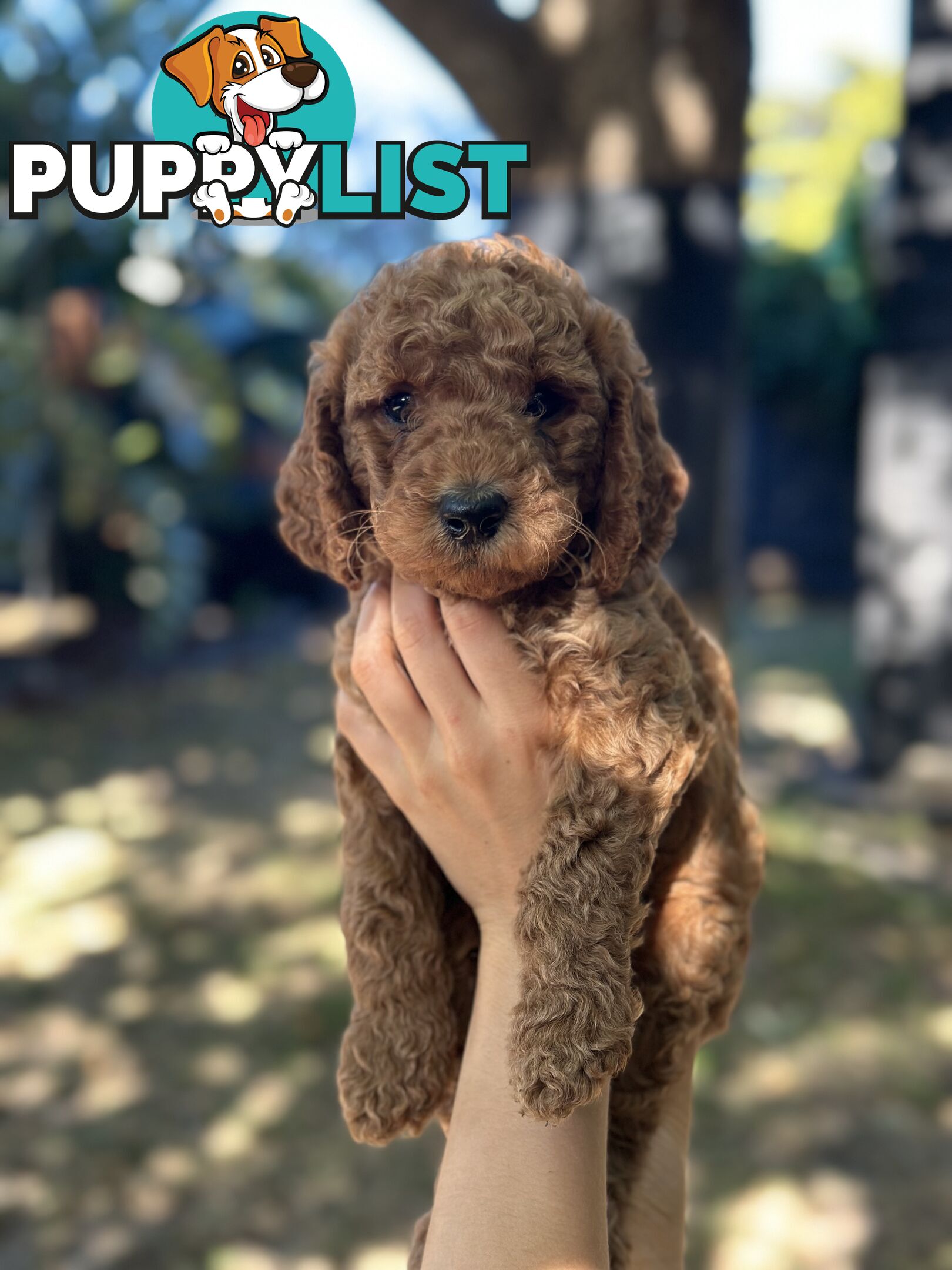 Affectionate Groodle Puppies (F1b) non-shed/ hypoallergenic