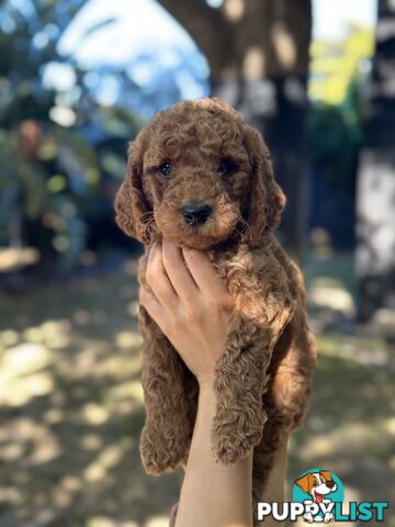 Affectionate Groodle Puppies (F1b) non-shed/ hypoallergenic