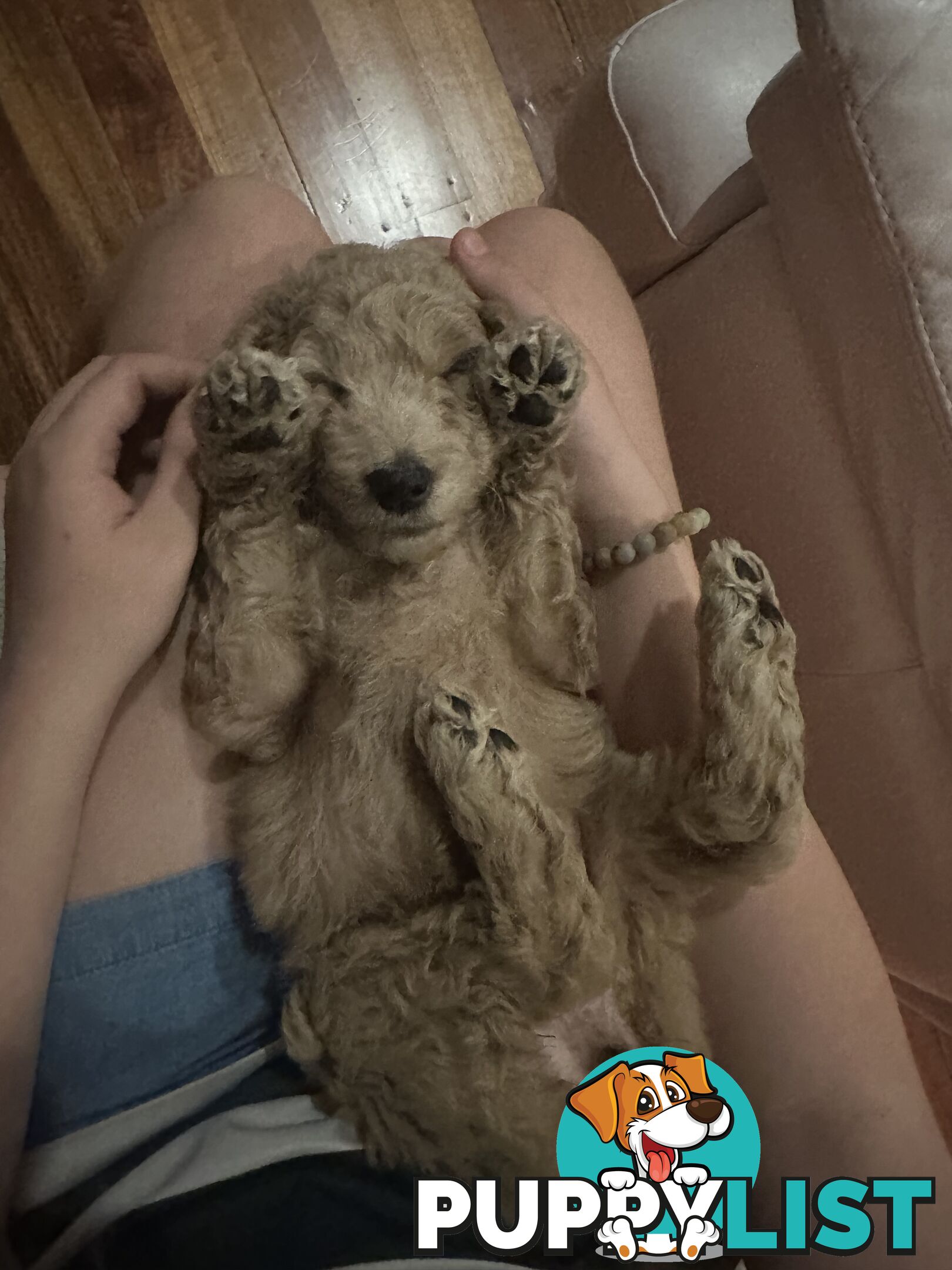 Affectionate Groodle Puppies (F1b) non-shed/ hypoallergenic