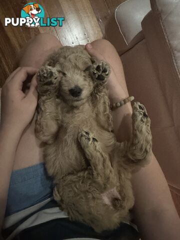 Affectionate Groodle Puppies (F1b) non-shed/ hypoallergenic