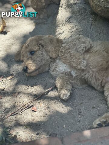 Affectionate Groodle Puppies (F1b) non-shed/ hypoallergenic