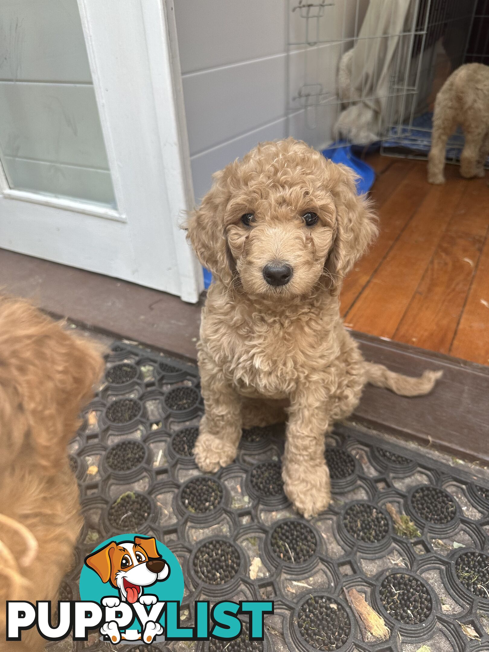 Affectionate Groodle Puppies (F1b) non-shed/ hypoallergenic