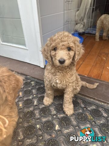 Affectionate Groodle Puppies (F1b) non-shed/ hypoallergenic