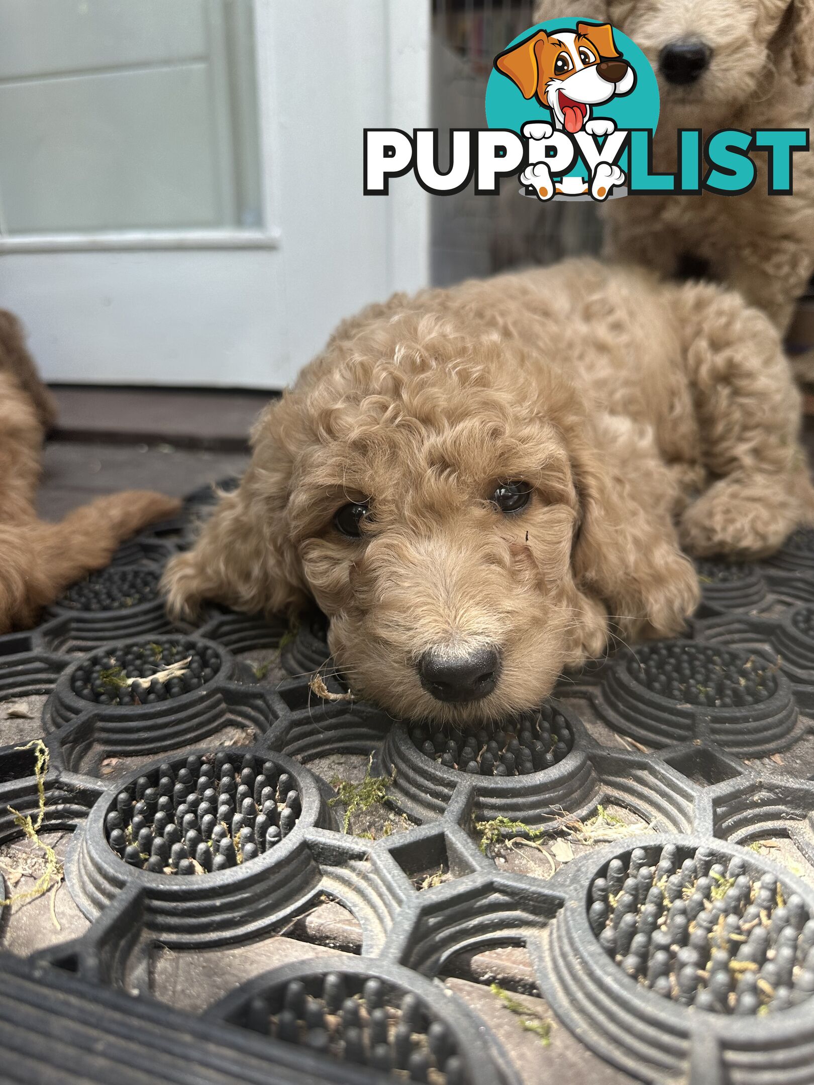 Affectionate Groodle Puppies (F1b) non-shed/ hypoallergenic