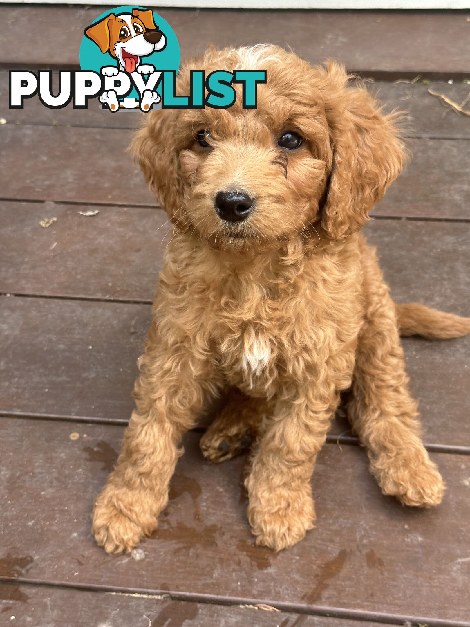 Affectionate Groodle Puppies (F1b) non-shed/ hypoallergenic