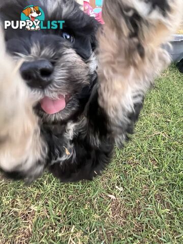 Miniature schnauzer puppies