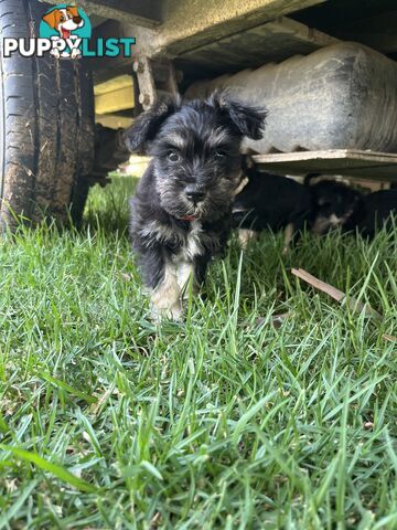 Miniature schnauzer puppies