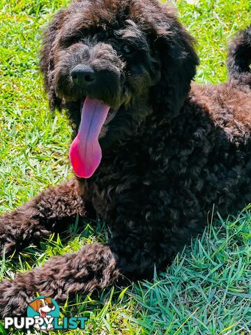 Dark Chocolate Mini Bichoodle Puppy. Vet Checked. Ready to go