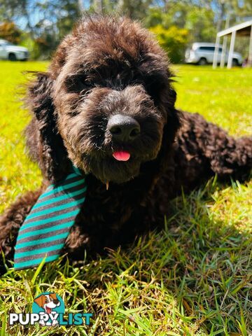 Dark Chocolate Mini Bichoodle Puppy. Vet Checked. Ready to go