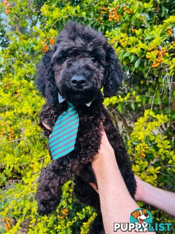 Dark Chocolate Mini Bichoodle Puppy. Vet Checked. Ready to go