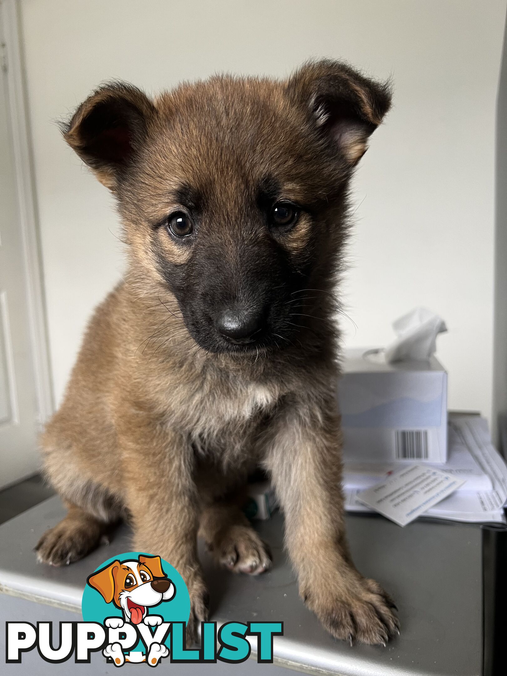 German Shepherd Puppies