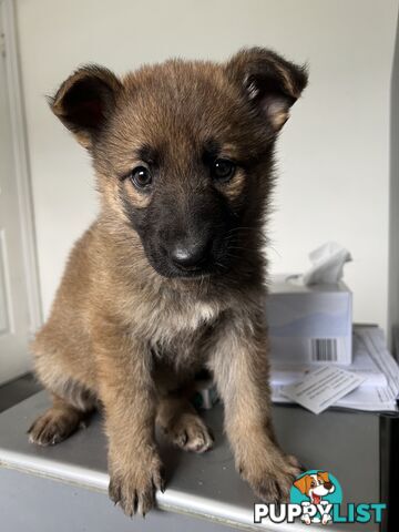 German Shepherd Puppies