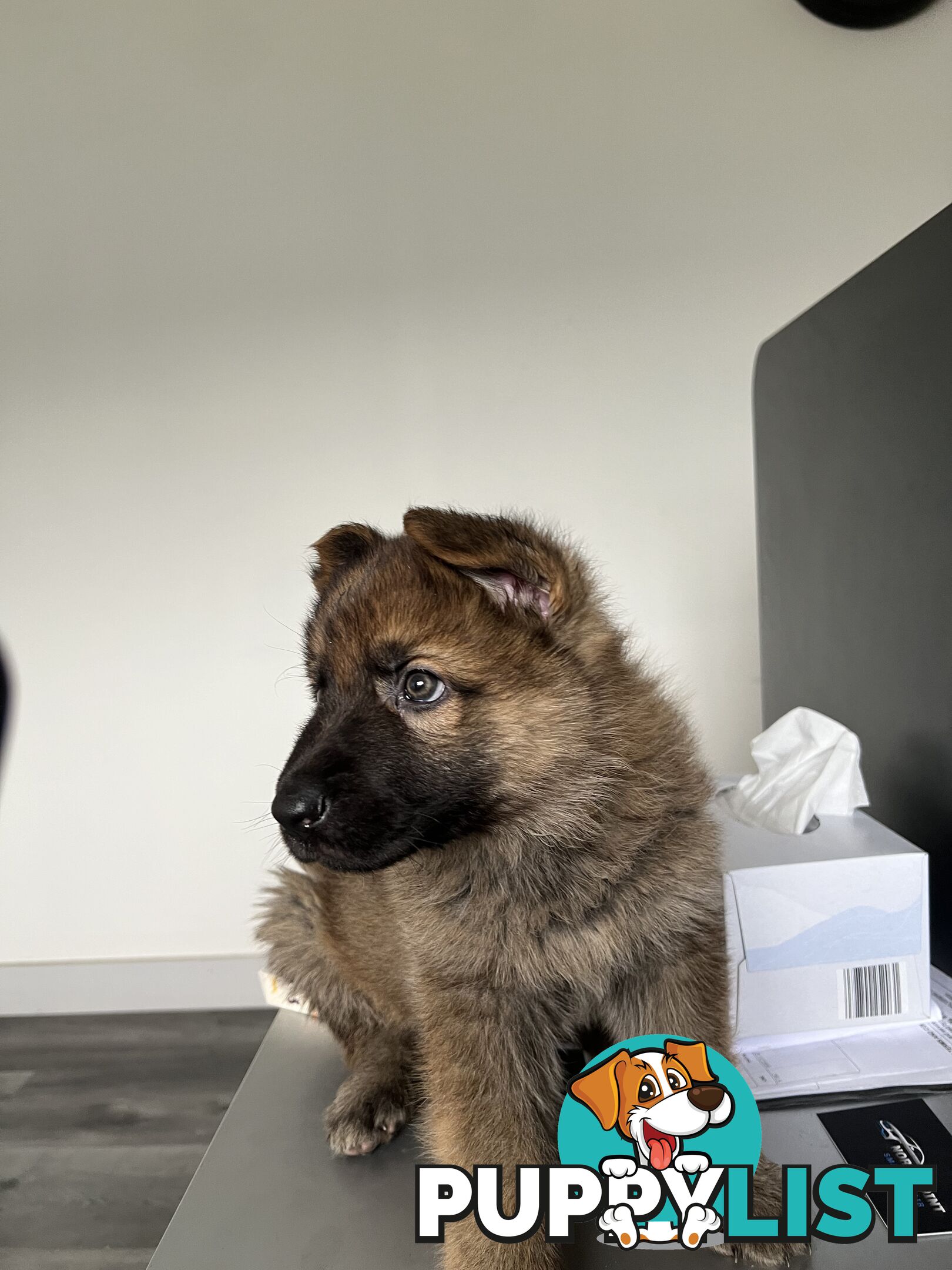 German Shepherd Puppies