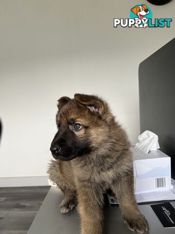 German Shepherd Puppies