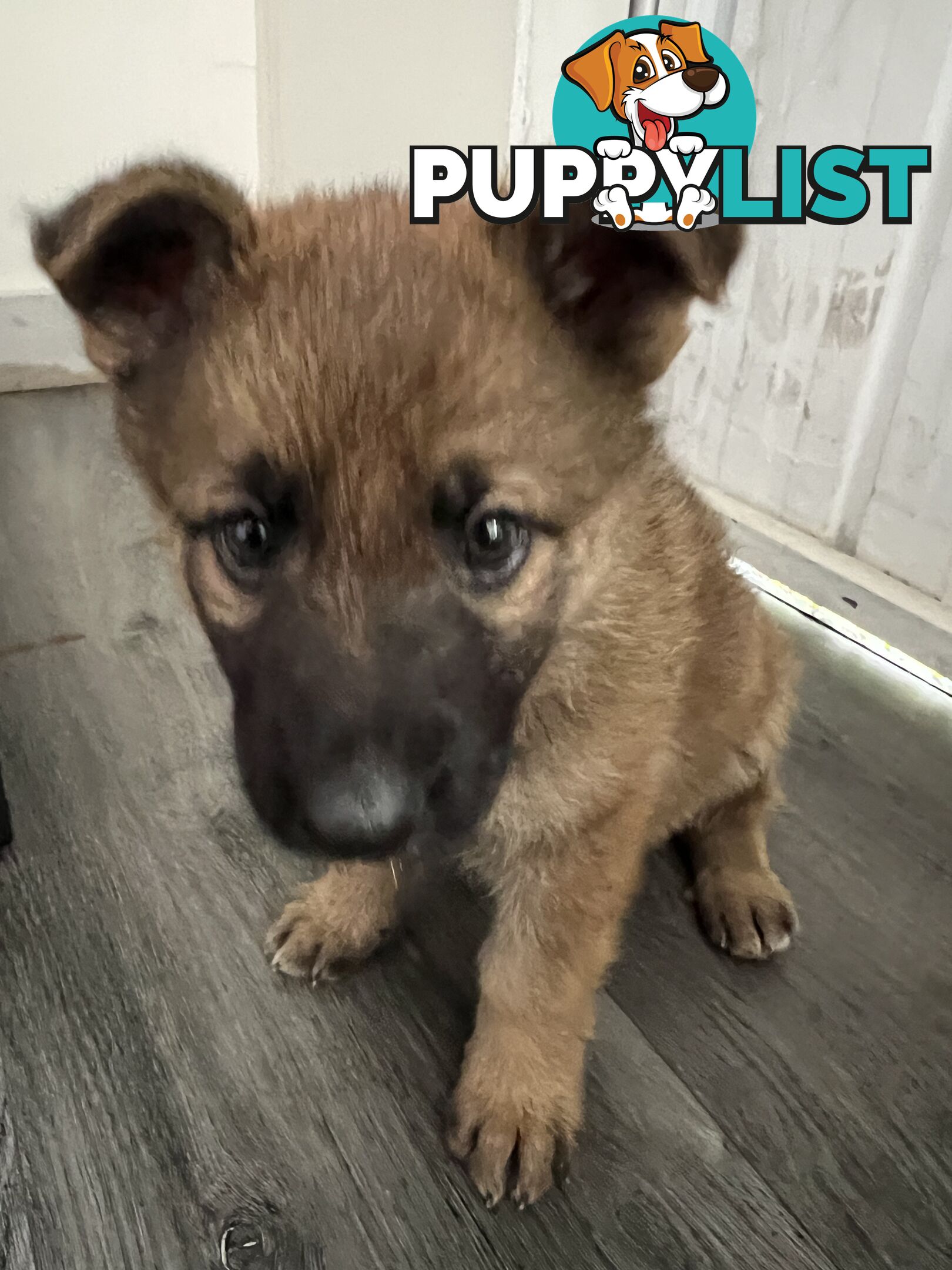 German Shepherd Puppies