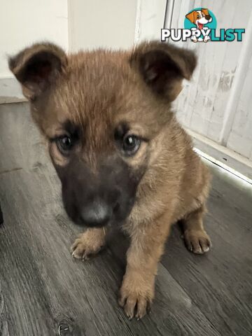 German Shepherd Puppies