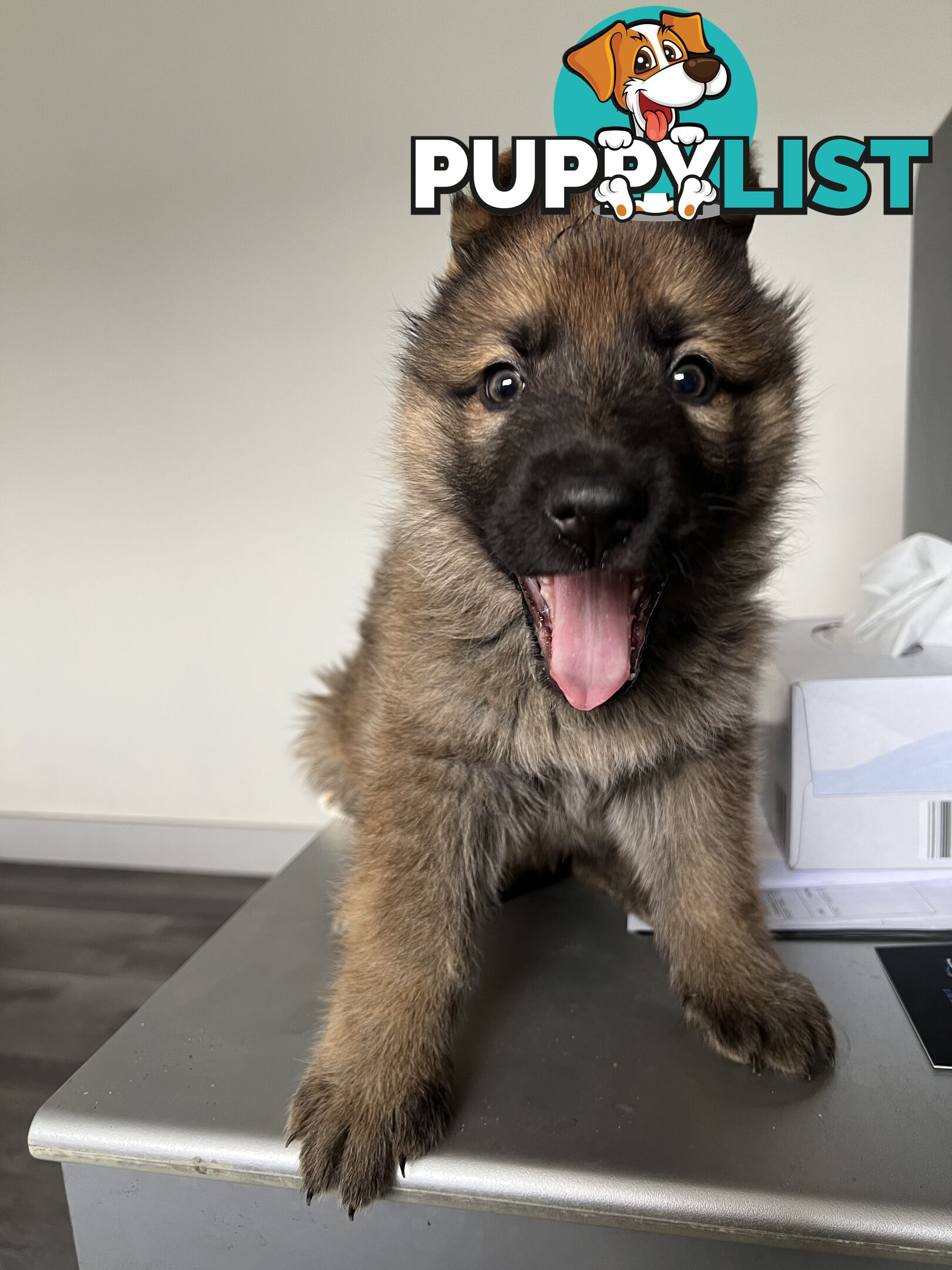 German Shepherd Puppies