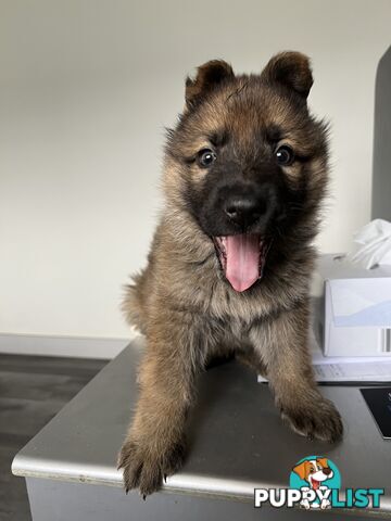 German Shepherd Puppies