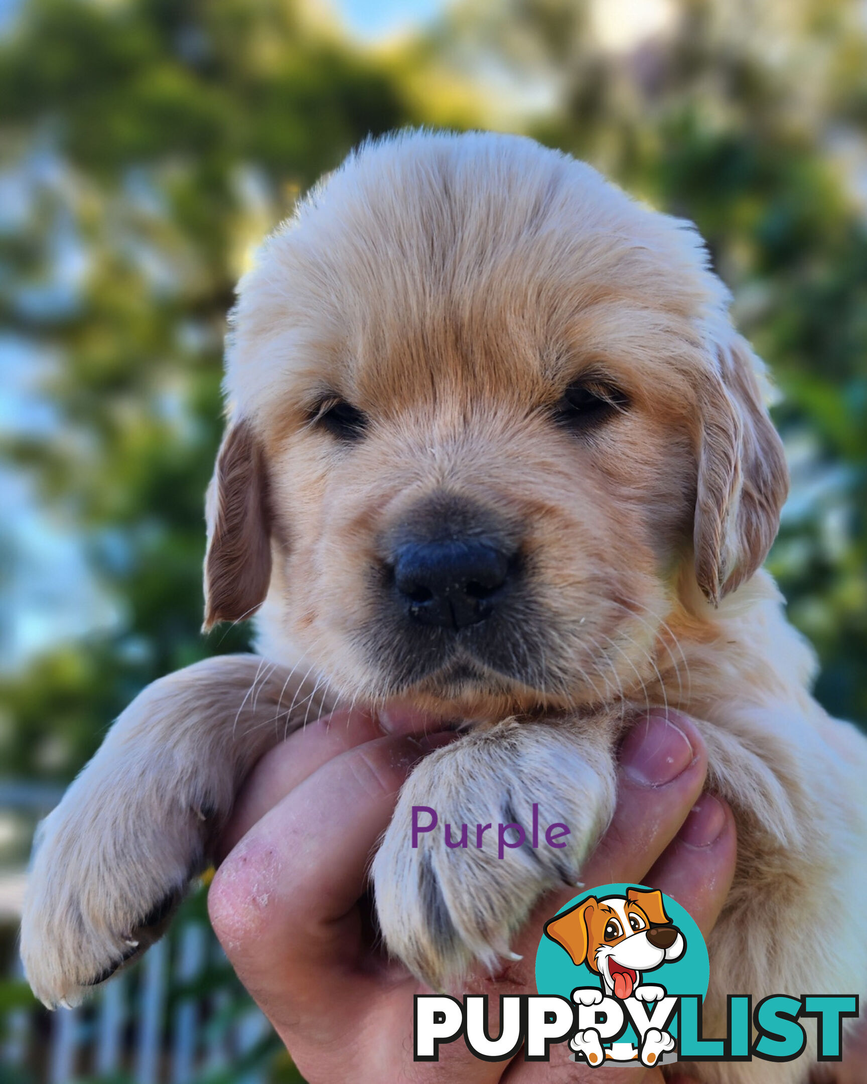 Purebred Golden Retriever Puppys - available 3rd August