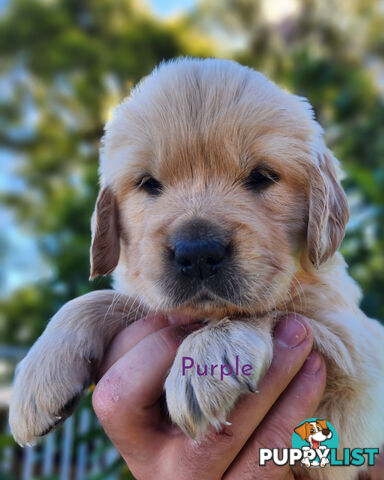 Purebred Golden Retriever Puppys - available 3rd August