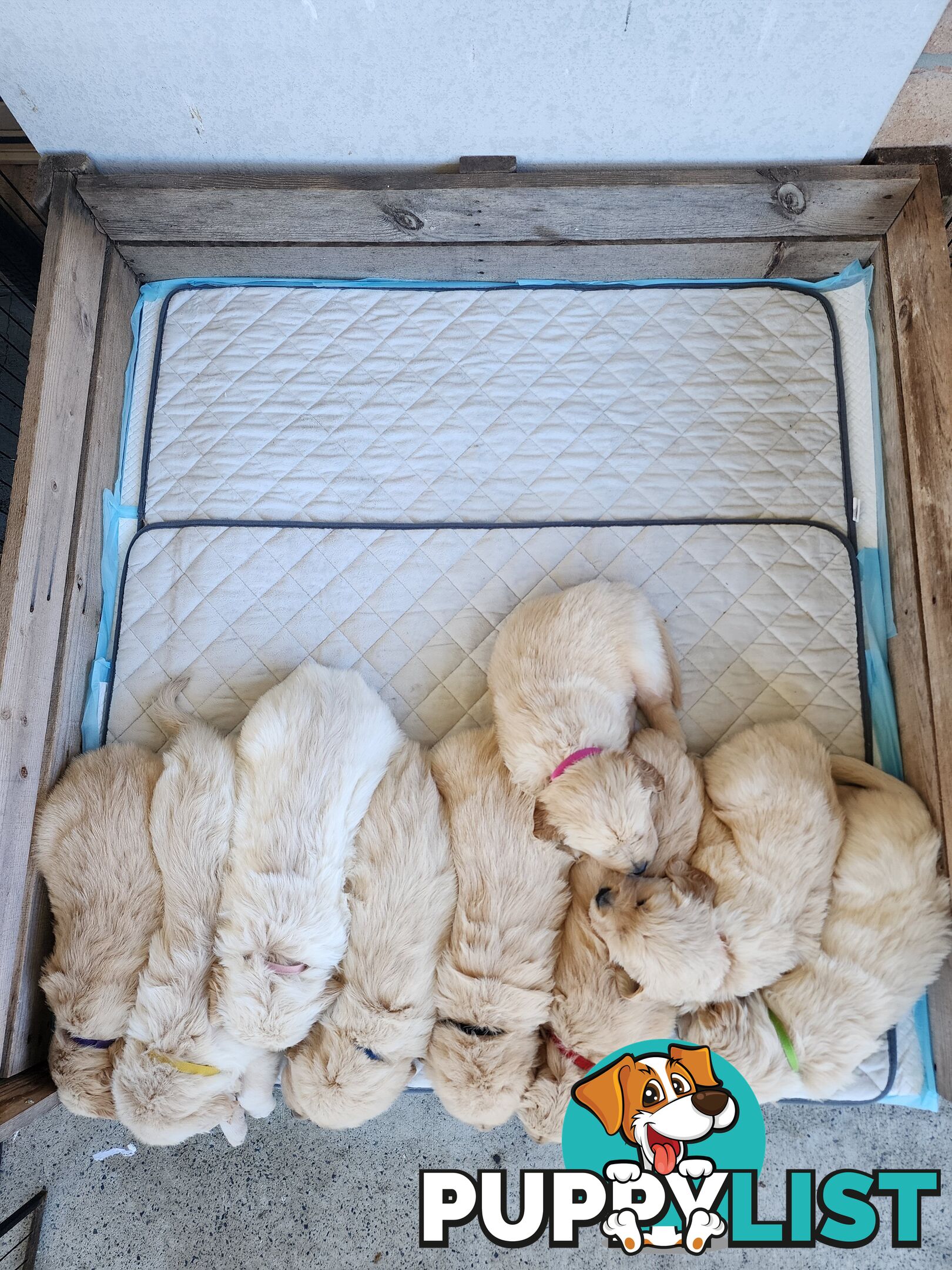 Purebred Golden Retriever Puppys - available 3rd August