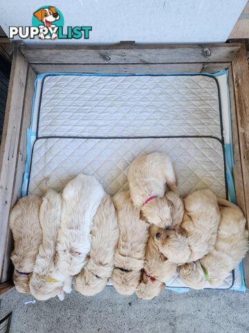 Purebred Golden Retriever Puppys - available 3rd August