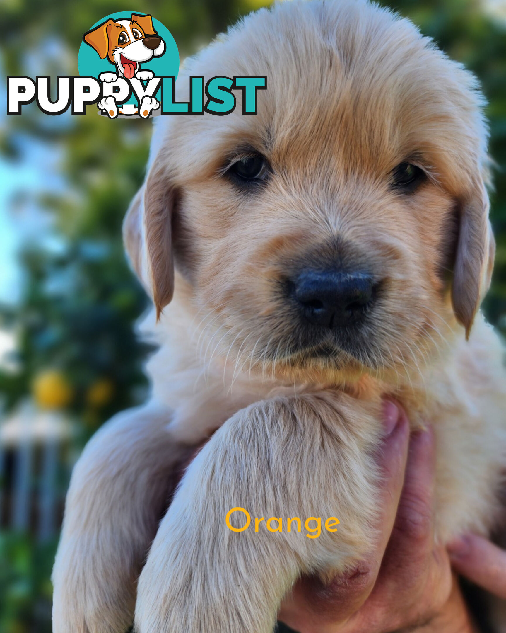 Purebred Golden Retriever Puppys - available 3rd August