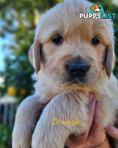 Purebred Golden Retriever Puppys - available 3rd August