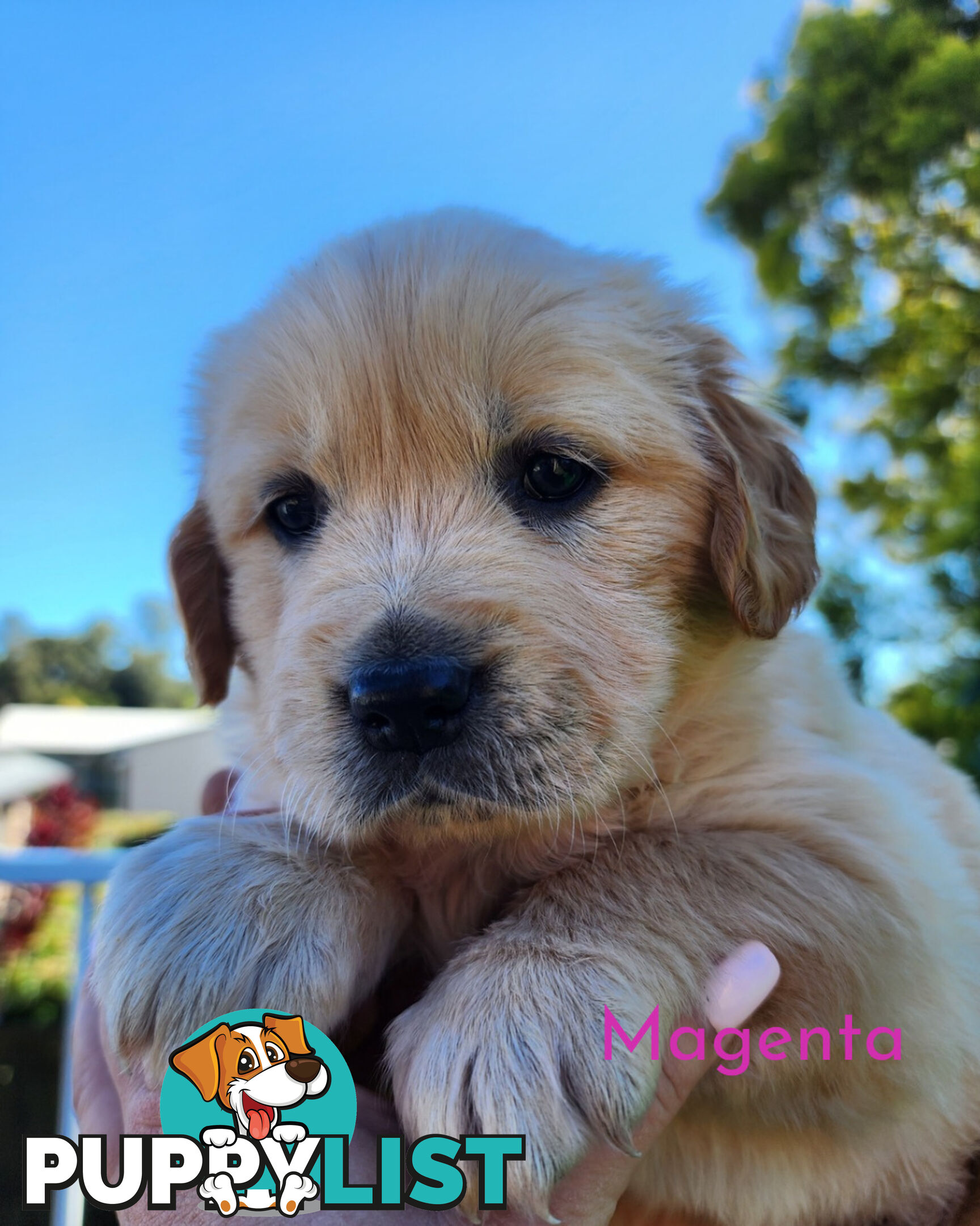 Purebred Golden Retriever Puppys - available 3rd August